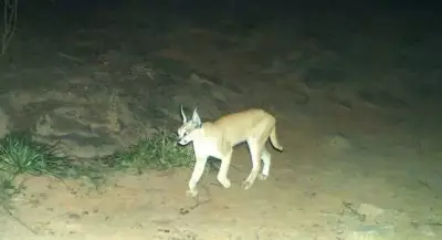 Rare Caracal Spotted in Rajasthan Sanctuary, Offering Conservation Hope