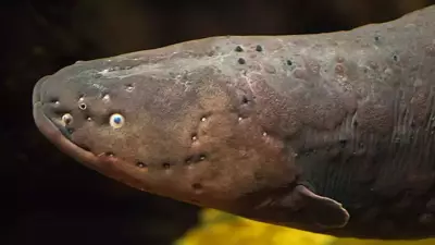 Scientists Discover Three Species of Electric Eels, Revealing Shocking Secrets