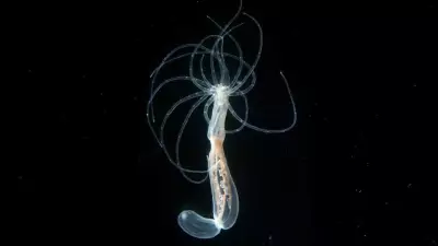 Sea Anemones Reveal Ancient Human Body Blueprint, Rewriting Evolutionary History