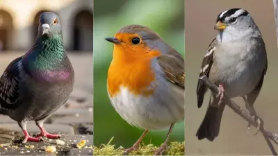 Seven Avian Navigators: How Birds Use Earth's Magnetic Field for Global Travel