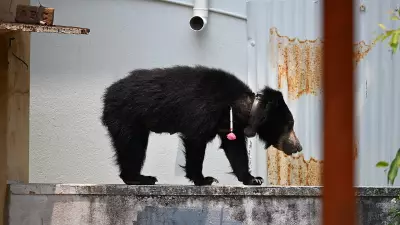 Sloth Bear Captured and Radio-Collared in Shivamogga's Sogane Village After Airport Incident