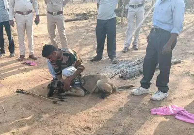 Sniffer Dog Cracks Nilgai Poaching Case in Chhattisgarh Forest, Six Arrested