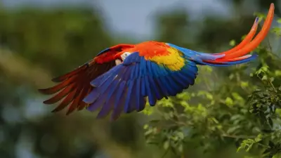 South America: The Bird Continent's Unmatched Avian Diversity and Vital Role