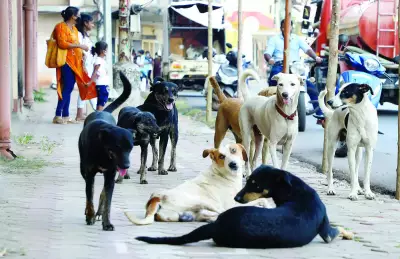 South Goa Intensifies Rabies Surveillance Amid Rising Cases in Karnataka's Karwar