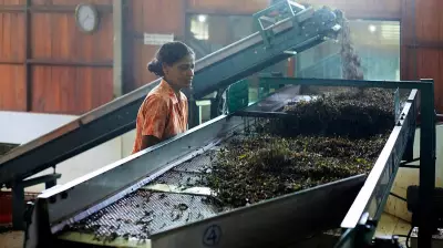 Sri Lanka's Tea Industry Loses $10 Million Weekly Due to Middle East Conflict
