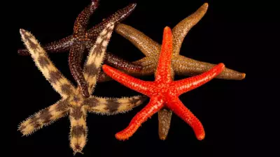 Starfish: The Marine Marvel That Thrives Without Blood in Its Body