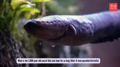 The 3,000-Year Eel Mystery: From Aristotle to Modern Science