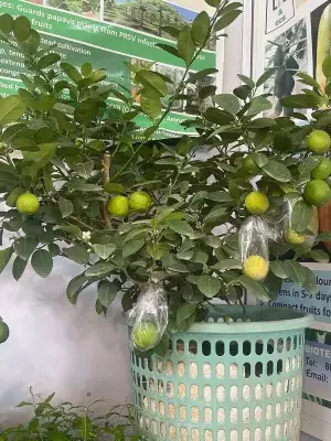 Thornless Acid Lime Plants Flourish in Bengaluru's Urban Terrace Gardens