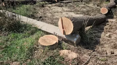 Three Juveniles Booked for Illegal Tree Felling in Dera Bassi, Chandigarh