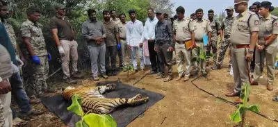 Tiger Cub Found Dead Near Bandipur Reserve, Electrocution Suspected
