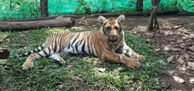 Tigress Mangala Moved to Zoo for Treatment After Failed Rewilding Attempt