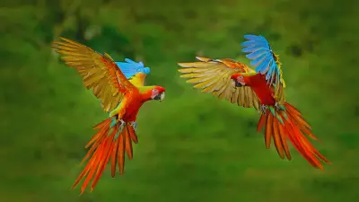 Top 10 Countries with Highest Bird Species: India Ranks 9th Globally