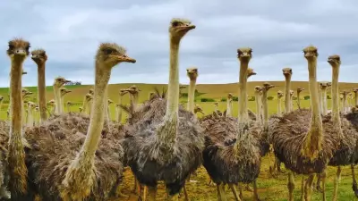 Top 10 Largest Birds in the World: From Ostriches to Albatrosses