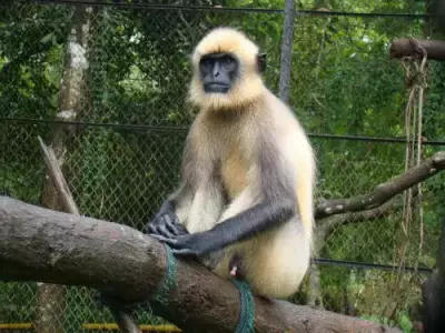 Two Arrested in Odisha for Brutal Killing of Protected Langur, Video Shared Online