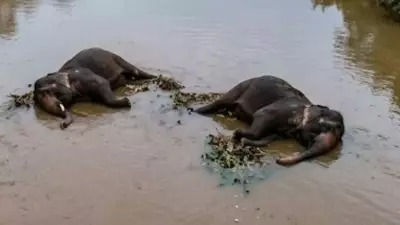 Two Elephants Electrocuted in Chhattisgarh River, Two Arrested in Wildlife Crime Case