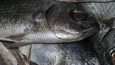 Untreated Sewage and Water Stagnation Cause Mass Fish Deaths Near Mangaluru