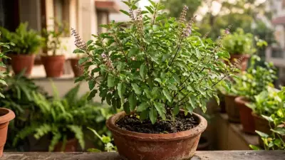 Why Tulsi Leaves Turn Yellow: Expert Care Tips for a Healthy Holy Basil Plant