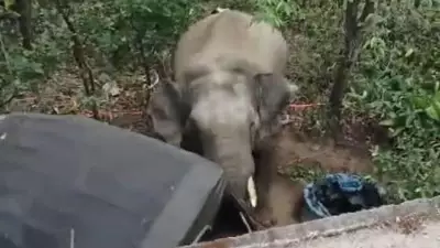 Wild Elephant Tramples Auto-Rickshaw in Karnataka's Belur Village