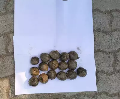 Young Elephant Dies After Consuming Poacher's Bait Bomb in Odisha Forest