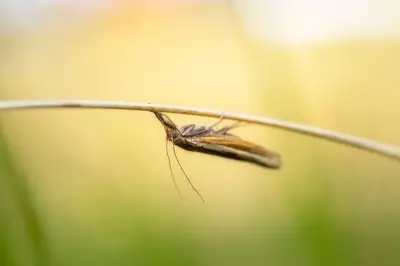 ZSI Discovers Two New Lichen Moth Species in Eastern Himalaya