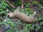 18-Year-Old ITI Student Kills Leopard in Solan, Himachal Pradesh