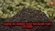 5 Essential Soil Nutrients to Extend the Life of Your Balcony Plants