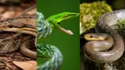 5 Harmless Snakes in India That Are Secretly Helping You Every Day