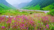 6 Unique Flowers of the Indian Himalayas: Where to Find These Rare Blooms