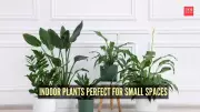 7 Best Indoor Plants for Small Spaces: Compact Greenery for Apartments