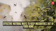 7 Natural Ways to Repel Mosquitoes from Your Home Without Chemicals