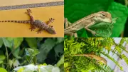 8 Natural Plants That Repel Lizards and Keep Your Home Pest-Free