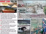 Ahmedabad Zoo Implements Special Summer Care for Animals Amid Heatwave