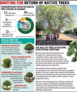 Ahmedabad's Green Cover Grows but Native Trees Vanish, Threatening Biodiversity