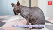 AI Vision's Blind Spot: Why Machines See Sphynx Cats as Elephants