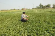 Ajnala Farmers Fear Crop Yield Loss Following Destructive Hailstorm
