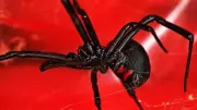 Alaska's Unique Status: The Only US State Without Deadly Black Widow Spiders