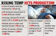 Andhra Pradesh Chicken Prices Soar to Record Rs 350/kg Amid Supply Crunch