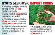 Andhra Pradesh Chickpea Farmers Face Crisis as Prices Plunge Amid Import Surge