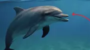Arabian Sea Dolphins Alter Communication to Survive Ship Noise Pollution