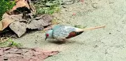 Australian Diamond Dove Spotted in Assam's National Park, First Record in India