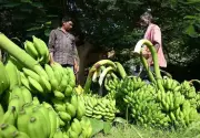 Banana Farmers in Andhra Pradesh Face Crisis as Middle East Conflict Slashes Export Prices