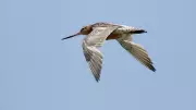 Bar-tailed Godwit Shatters Records with 13,560km Non-Stop Pacific Flight