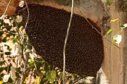 Bee Swarm Attack Injures Over 50 at Ramzan Prayer in Davanagere Village