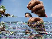 Bureaucratic Gridlock Stalls Key Cotton Reform Merger in Pakistan