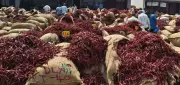 Byadagi Chilli Crisis: West Asia Conflict Halts Exports, Strands Crores Worth of Produce