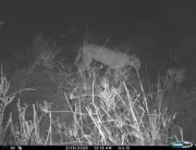 Camera Traps Confirm Three Endangered Caracals in Jaisalmer's Ghotaru Border Area