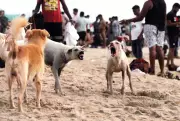 Canine Distemper Outbreak Threatens Goa's Rabies-Controlled Status