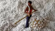 Centre Approves Rs 17,185.6 Crore for CCI Cotton Procurement Operations