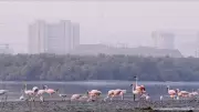 Centre Directs Maharashtra to Tackle Toxic Crisis in Navi Mumbai Flamingo Habitats