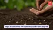 Century-Old Seeds Sprout in Toronto, Revealing Lost Wetland Ecosystem